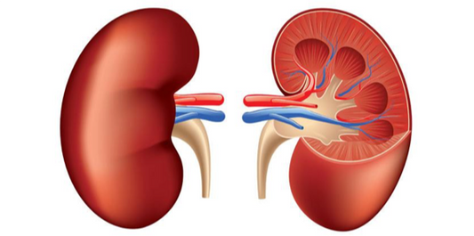Bioquímica Renal Completa